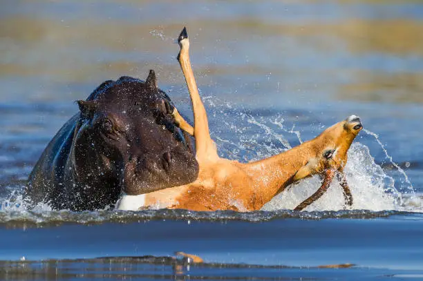 When a pack of African wild dogs chased an impala and tried to corner it against
a river filled with crocodiles and hippos, the impala decided to take a leap of faith and jumped in