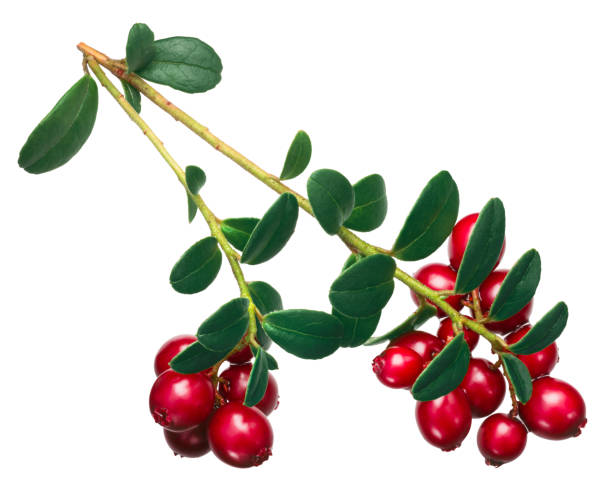 istock Lingonberry vaccinium vitis-idaea, paths, top 1040846322
