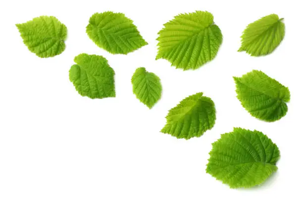 hazelnut leaves isolated on white background. top view