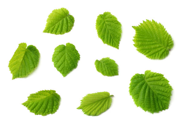 istock hazelnut leaves isolated on white background. top view 1040849788