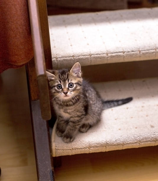 Kitten  in towel