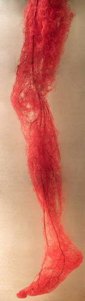 istock Blood Vessels of human leg 1040853280