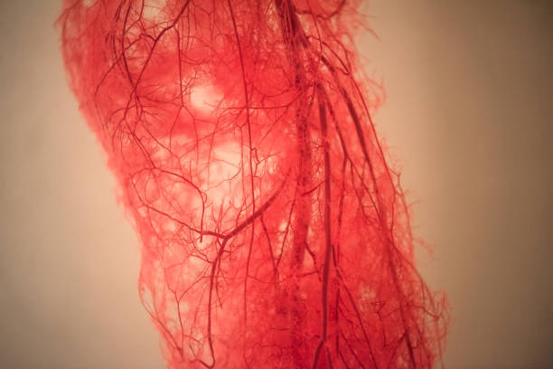 istock Blood Vessels of human leg 1040853294