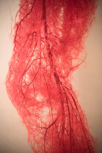 istock Blood Vessels of human leg 1040853306