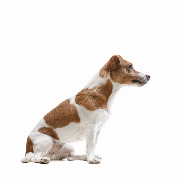 istock Jack Russell Terrier, isolated on white 1040864894