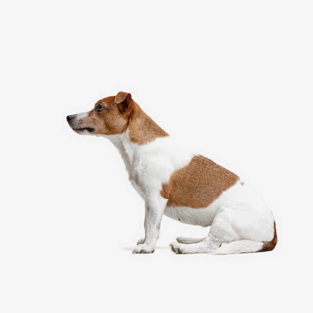 istock Jack Russell Terrier, isolated on white 1040864904