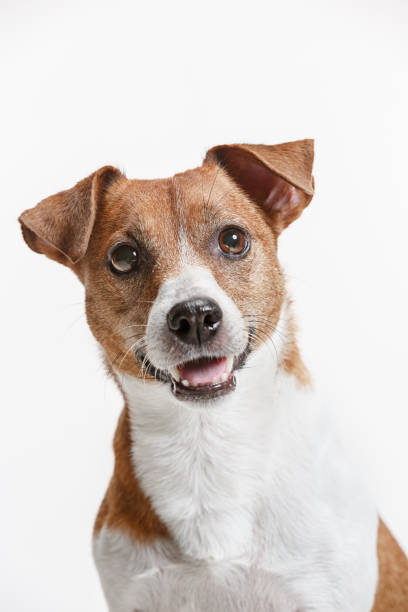 istock Jack Russell Terrier, isolated on white 1040864908