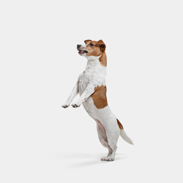 istock Jack Russell Terrier, isolated on white 1040864916