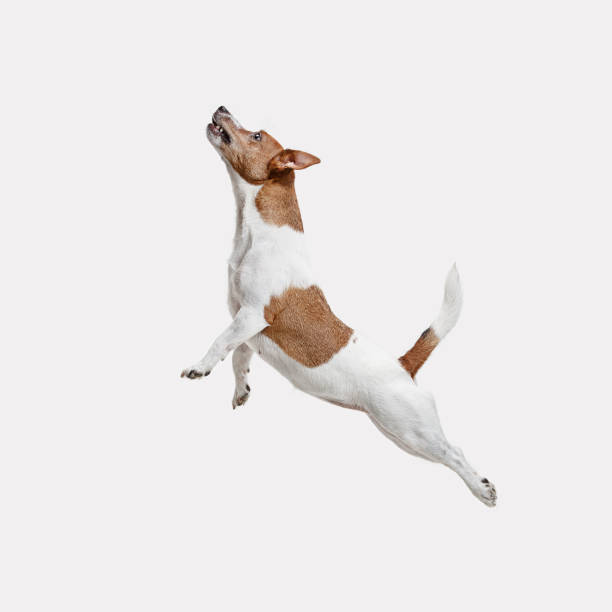 istock Jack Russell Terrier, isolated on white 1040864924
