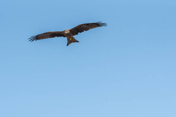 istock Black Kite Flying in sunny day 1040864928