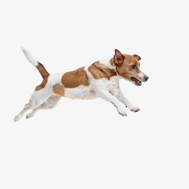 istock Jack Russell Terrier, isolated on white 1040864936
