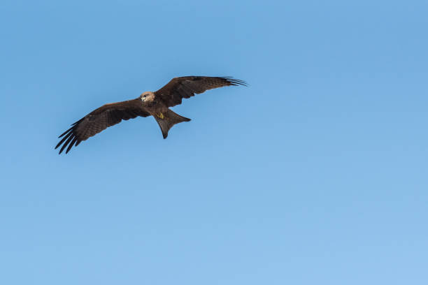 istock Black Kite Flying in sunny day 1040865176