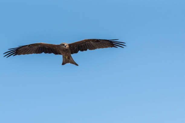 istock Black Kite Flying in sunny day 1040865228
