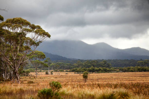 istock Forest of native trees and vegetation 1040867928