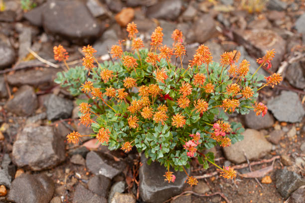 istock Plants with orange flowers 1040867994