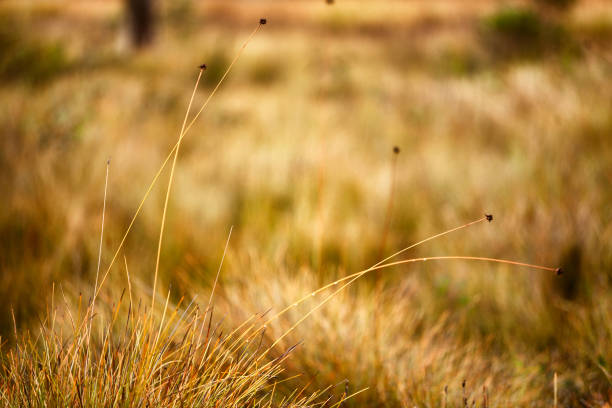 Textures - Design Element Plant Background Dormant Decorative Grass Close-up Shallow DOF - (photos professionally retouched and filters applied as needed - Lightroom / Photoshop - original size 8688 x 5792 canon 5DS Full Frame) iStock Portfolio: http://bit.ly/eyecrave_istock Getty Images Portfolio: http://bit.ly/eyecrave_getty