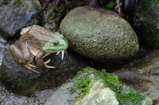 istock Bullfrog (Rana Catesbeiana) sitting on the stone 1040868302