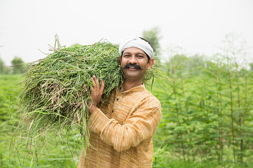 Farmer checking the development of sunflower crops in his field