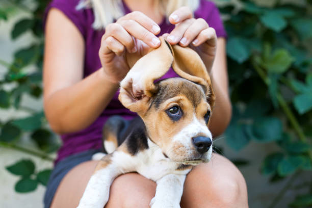 istock Tricolor purebred beagle puppy 1040869180