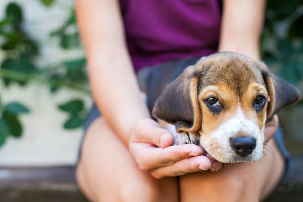 istock Tricolor purebred beagle puppy 1040871432