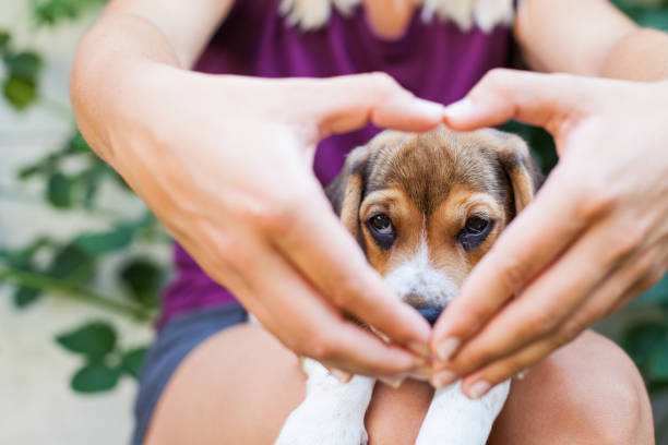 istock Lovely beagle puppy 1040871556