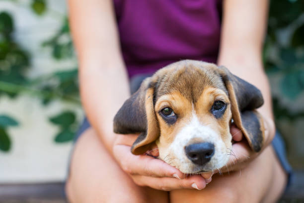 istock Tricolor purebred beagle puppy 1040871782