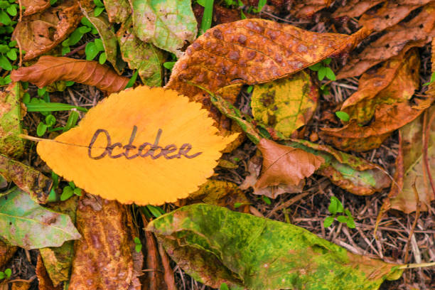 istock Golden elm leaf with inscription OCTOBER on fallen leaves background 1040872930