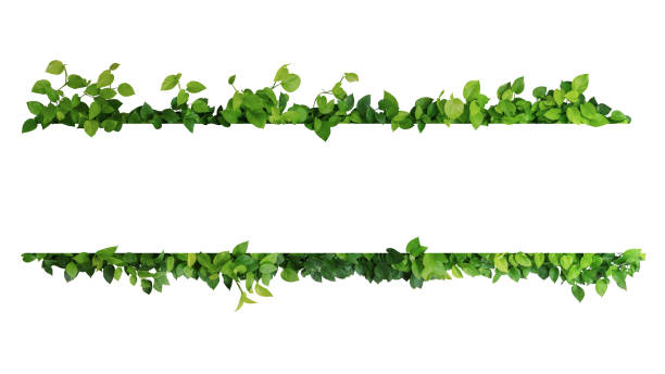 foglie verdi natura cornice bordo dell'edera del diavolo o pothos dorato la pianta fogliame tropicale su sfondo bianco. - green spring foto e immagini stock