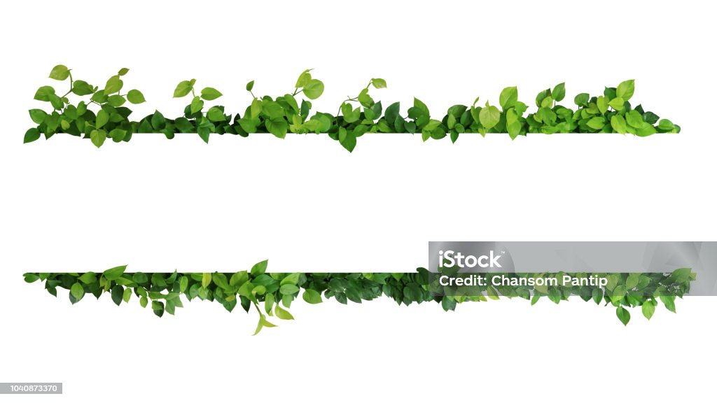Green leaves nature frame border of devil's ivy or golden pothos the tropical foliage plant on white background. Leaf Stock Photo