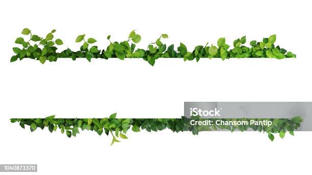 Green Leaves Nature Frame Border Of Devils Ivy Or Golden Pothos The Tropical Foliage Plant On White Background Stock Photo - Download Image Now