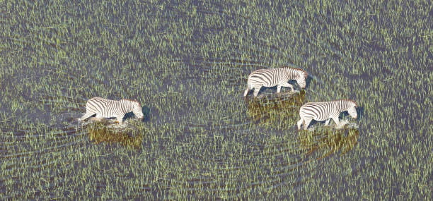 istock Wild African zebra in the Okavango delta - Botswana 1040877994