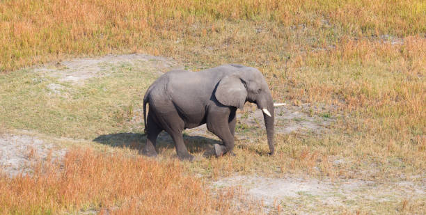 istock Single elephant wandering in the Okavango delta (Botswana) 1040878596