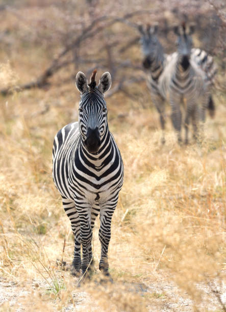 istock Zebra in the grassy nature, evening sun 1040878654