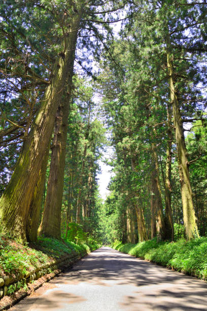 istock Cedar trees of Nikko Highway 1040878974