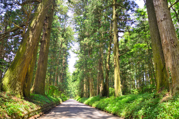 istock Cedar trees of Nikko Highway 1040878998