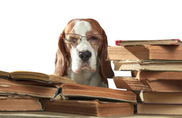 istock Smart beagle in glasses with old books isolated in white . 1040885306