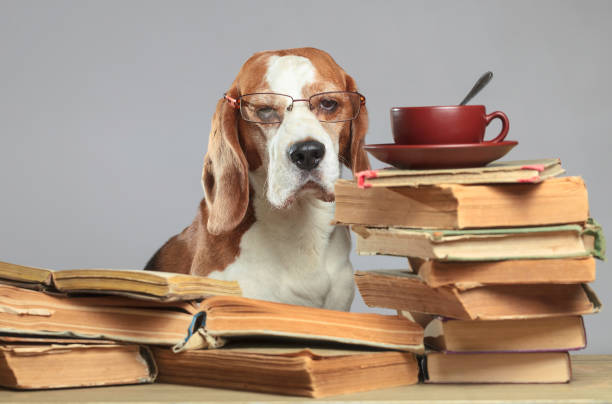 Smart beagle in glasses with old books . Smart beagle with glasses. Dog with old books and a cup of tea. Concept image of the theme of education. dog ate my homework stock pictures, royalty-free photos & images