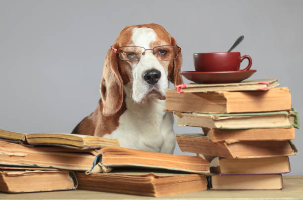 dog homework picture Smart beagle in glasses with old books . Smart beagle with glasses. Dog with old books and a cup of tea. Concept image of the theme of education. dog ate my homework stock pictures, royalty-free photos & images