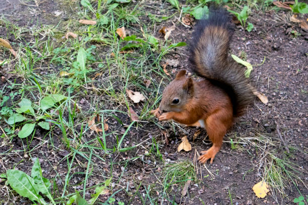 istock Cute red squirrel with fluffy black tail searching for food 1040885604