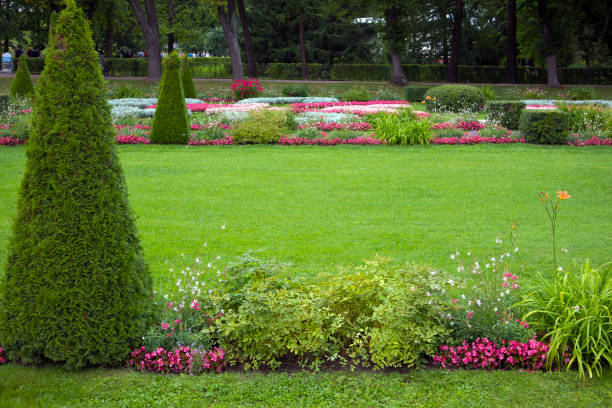 istock Green clipped manicured lawn with pyramidal bush 1040885746