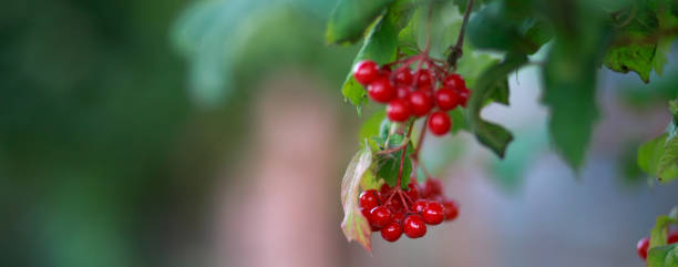 istock Red guelder rose berries plant in nature, border design panoramic banner 1040892296