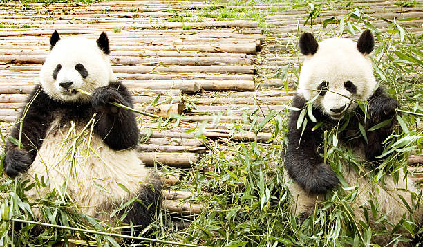 due panda gigante - panda outdoors horizontal chengdu foto e immagini stock