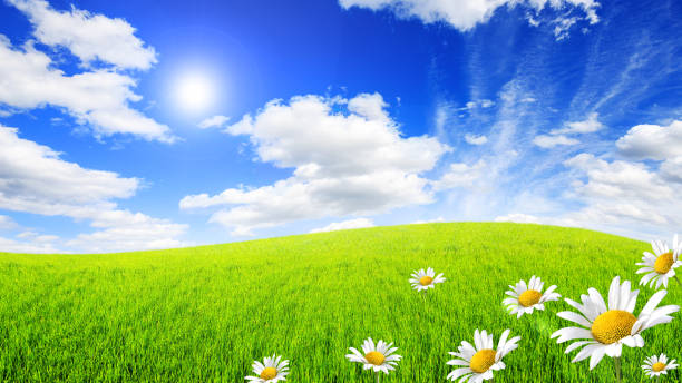 istock Wild daisies in the green field with a blue sky 1040892722