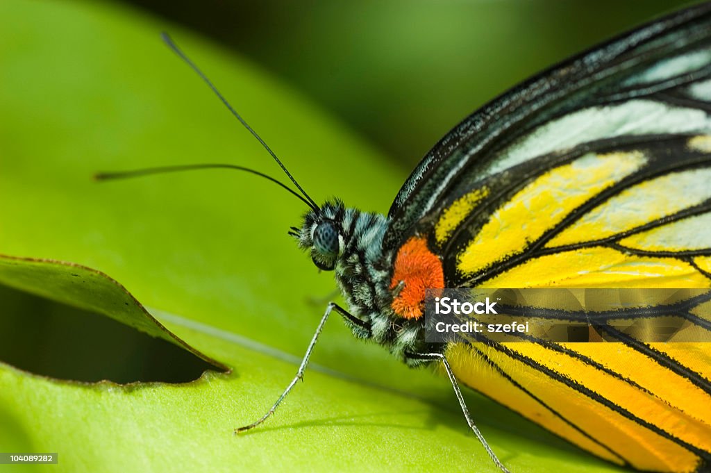 Schmetterling auf green leaf - Lizenzfrei Bildhintergrund Stock-Foto