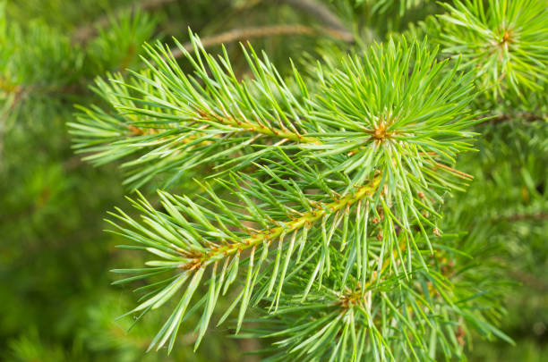 istock Afforestation. Young spruce and pine regrowth grew on plot with sandy soil. Small trees in summer. Summer nature grass 1040892872