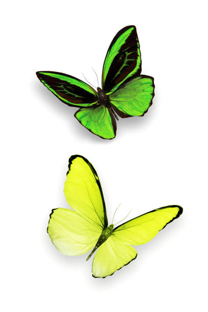 istock set of multicolored tropical butterfly isolated on white background 1040893122
