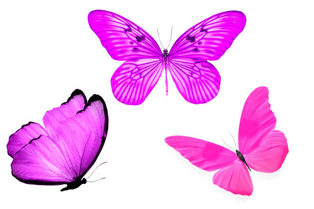 istock set of multicolored tropical butterfly isolated on white background 1040893154