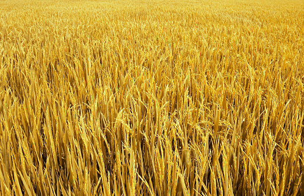 istock Closeup of a yellow rice field 104089341