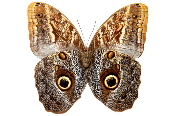 istock brown tropical butterfly isolated on white background 1040897276