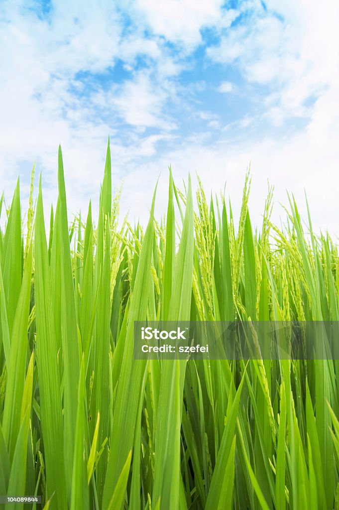 Campo de arroz - Foto de stock de Agricultura royalty-free